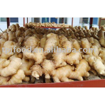 Fresh IQF Ginger(BRC,HACCP,HALAL CERTIFICATE)